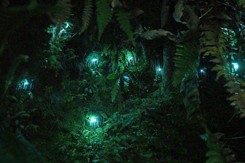 Ilustrasi hutan Waipoua yang jadi fragmen terakhir hutan purba