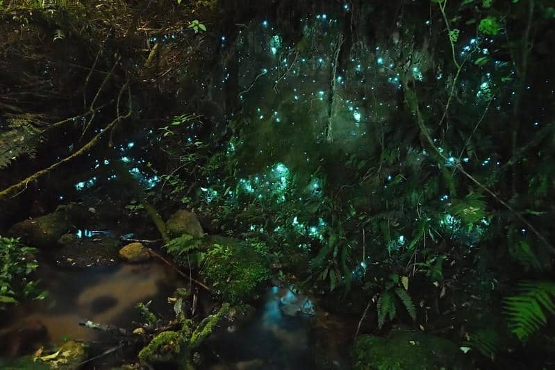 Ilustrasi hutan Waipoua yang menyala karena cacing glowworms