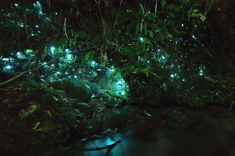 Ilustrasi hutan Waipoua yang menyala di malam hari bak galaksi