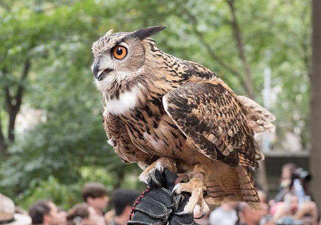 potret burung eurasian eagle owl
