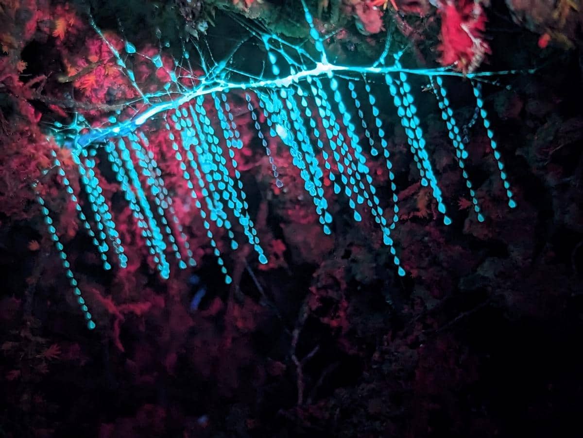 Ilustrasi pohon yang dipuja suku Maori menyala karena glowworms