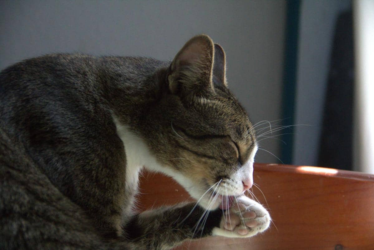 Ilustrasi kucing melakukan grooming