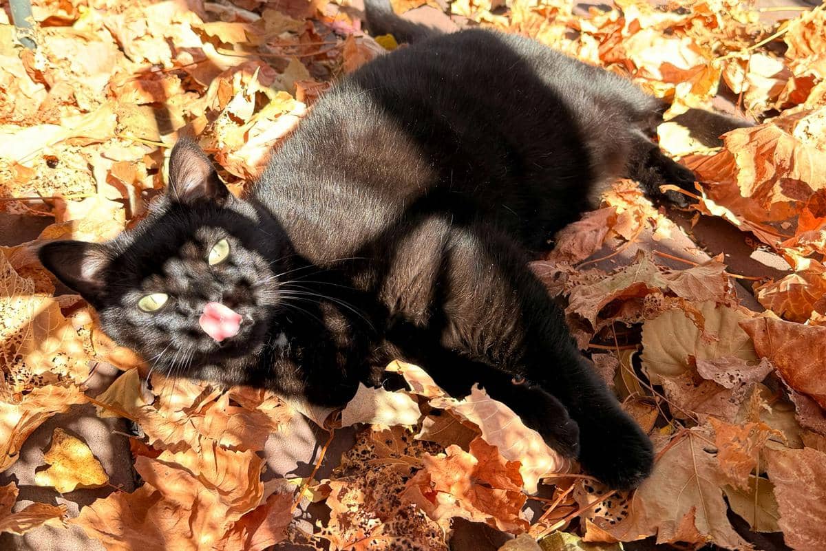 Ilustrasi kucing berjemur di bawah sinar matahari