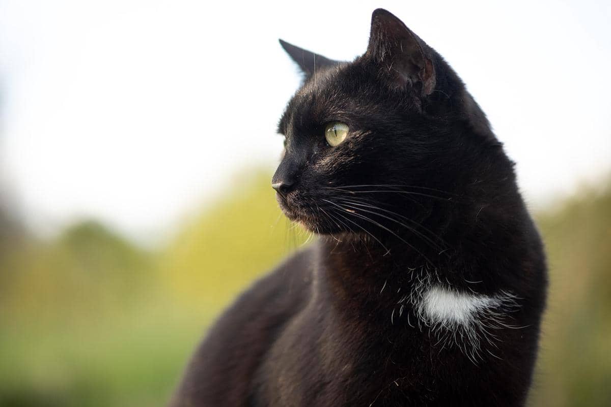 Ilustrasi kucing hitam beruban