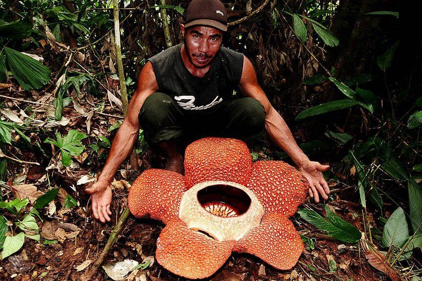 Pencinta Rafflesia berfoto bersama Rafflesia arnoldii.