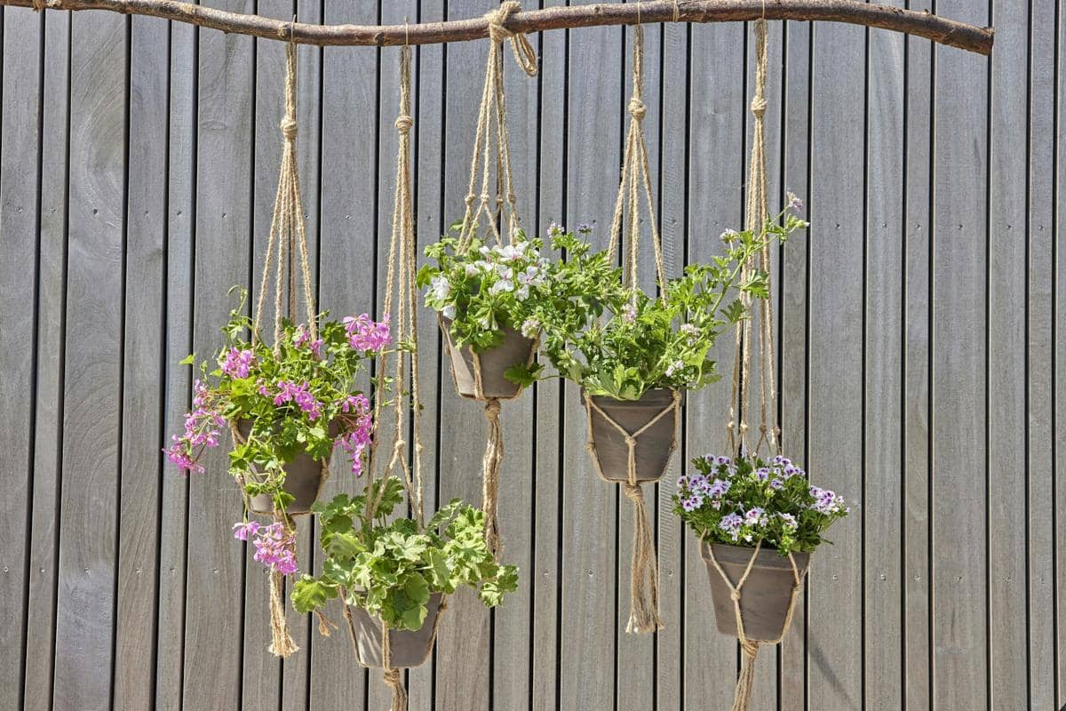 ilustrasi tanaman gantung