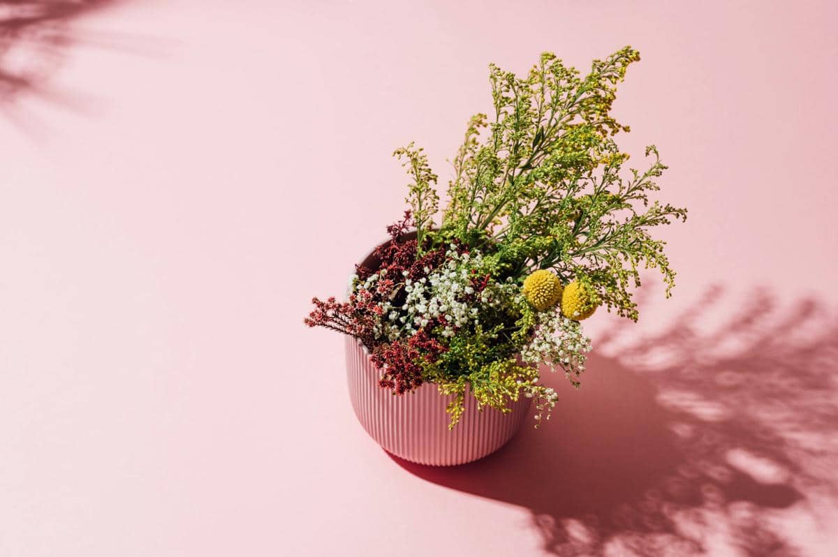 ilustrasi tanaman hias