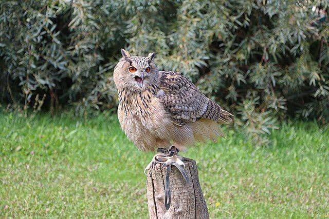 potret burung eurasian eagle owl