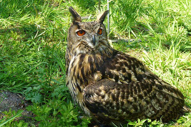 potret burung eurasian eagle owl