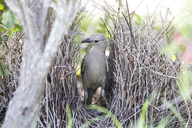 potret burung bowerbird