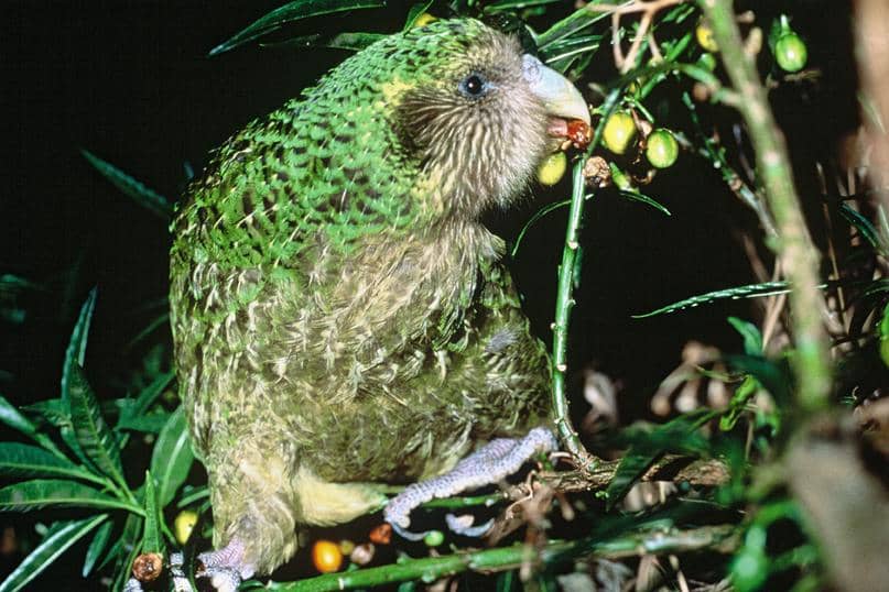 kakapo, hewan endemik di Selandia Baru