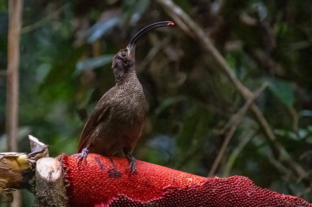 Drepanornis albertisi