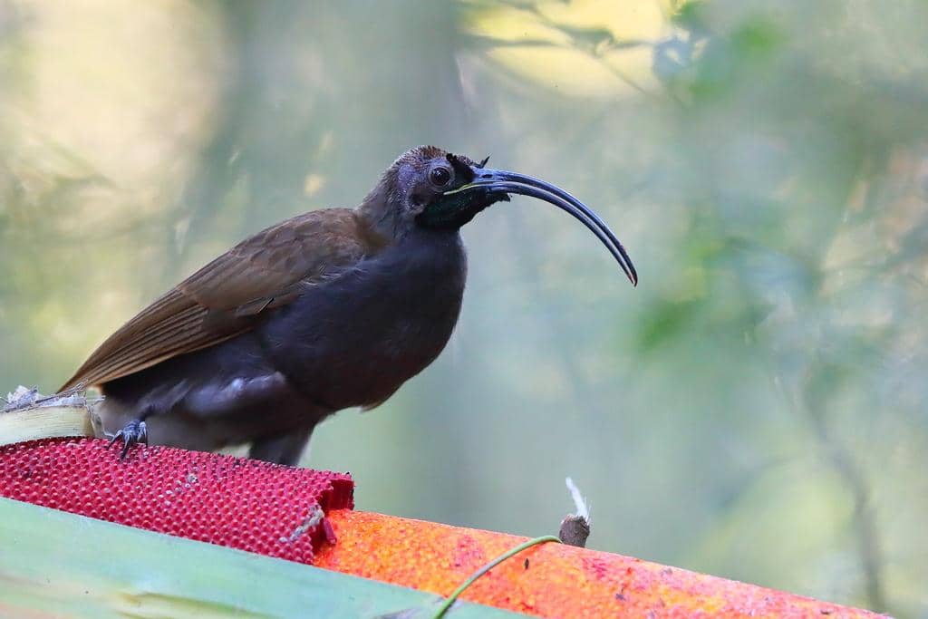 Drepanornis albertisi