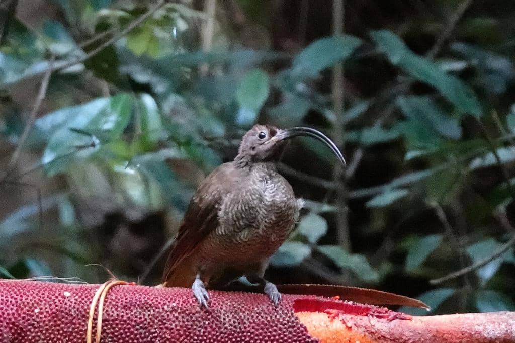 Drepanornis albertisi