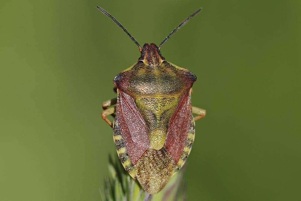 Carpocoris purpureipennis
