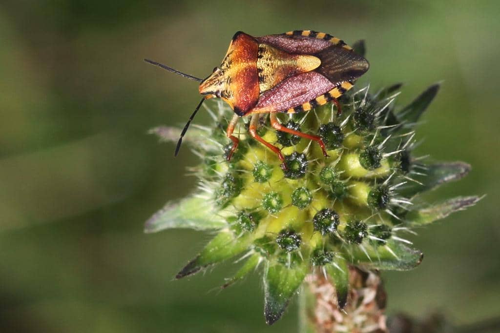 Carpocoris purpureipennis