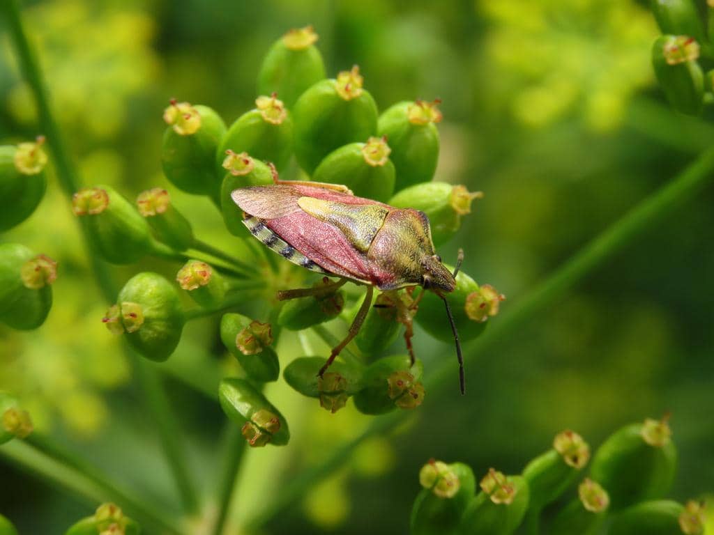Carpocoris purpureipennis