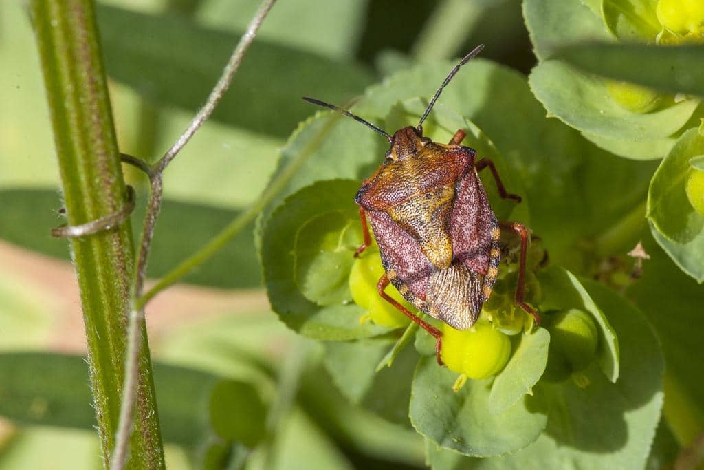 Carpocoris purpureipennis