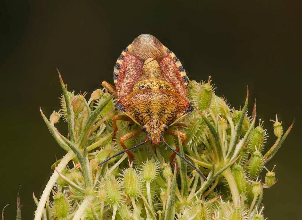 Carpocoris purpureipennis