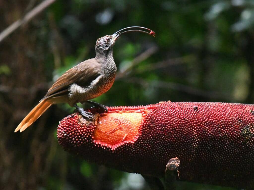 Drepanornis albertisi