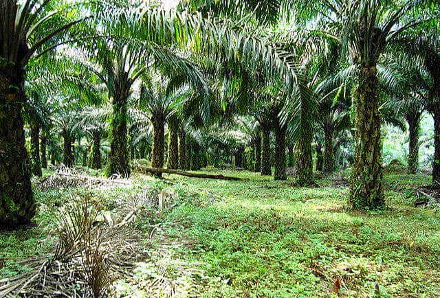 Perkebunan kelapa sawit