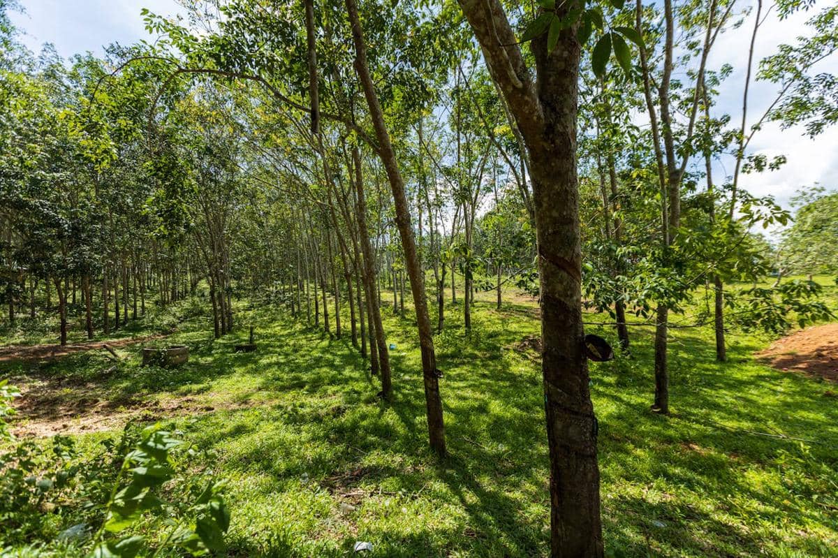 Ilustrasi perkebunan karet