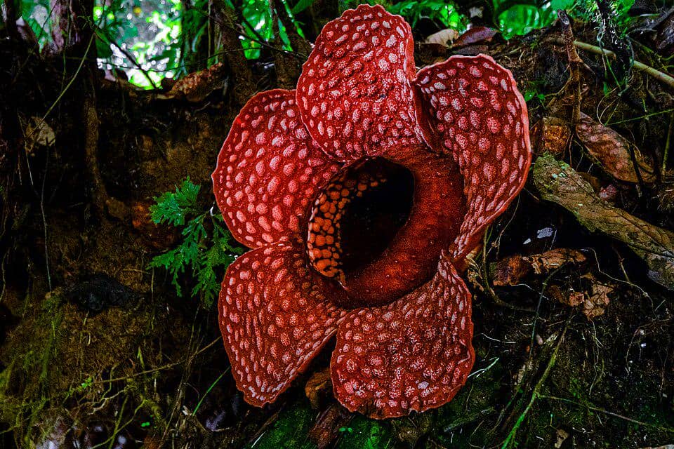 Rafflesia gadutensis terlihat mekar