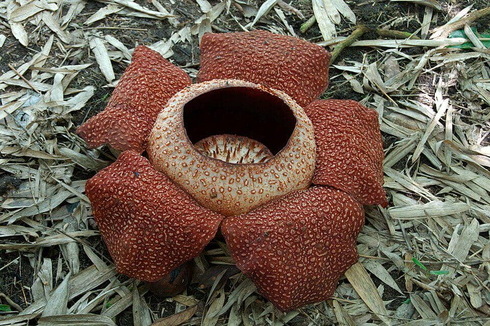 Rafflesia keithii terlihat mekar