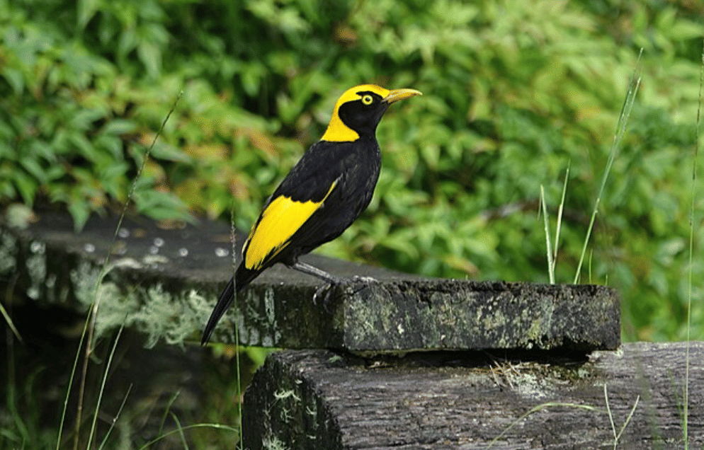 potret burung bowerbird