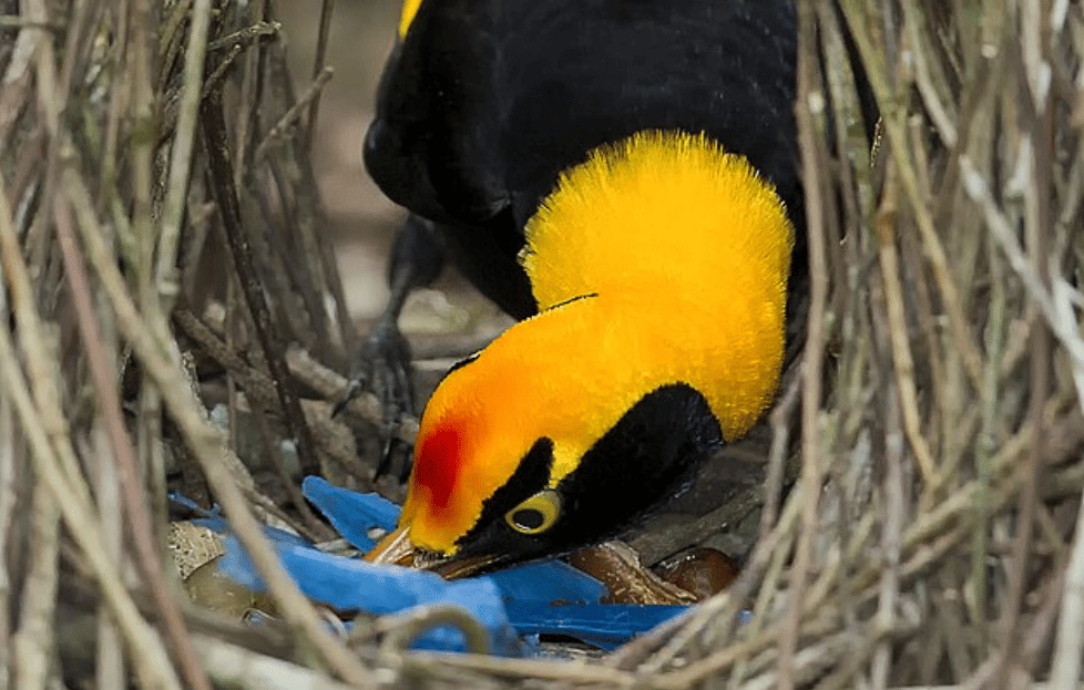 potret burung bowerbird