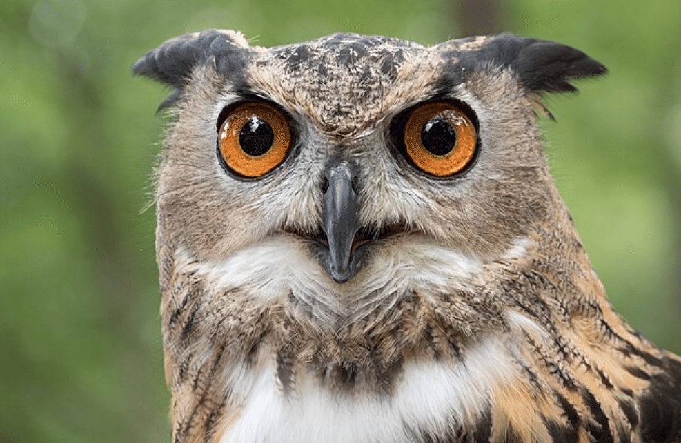 potret burung eurasian eagle owl