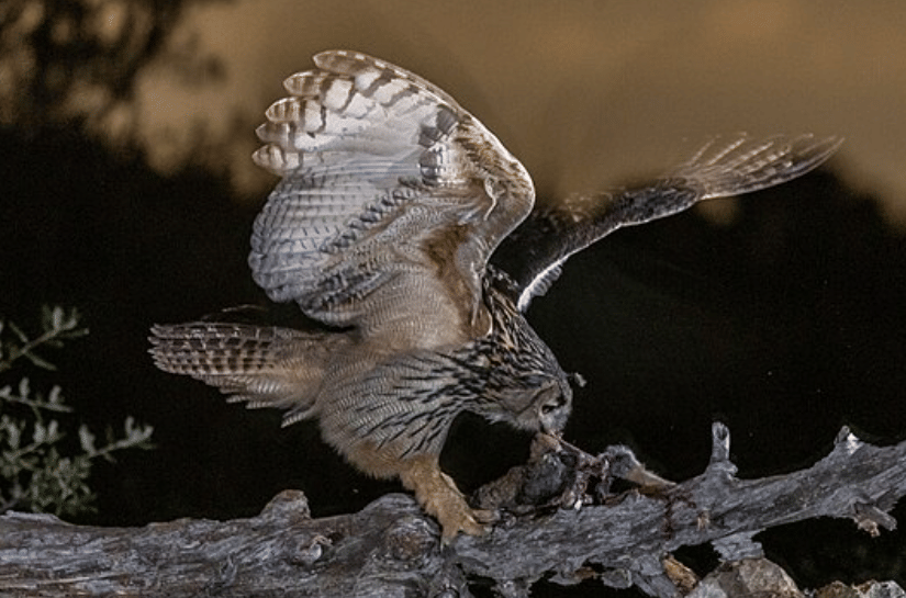 potret burung eurasian eagle owl