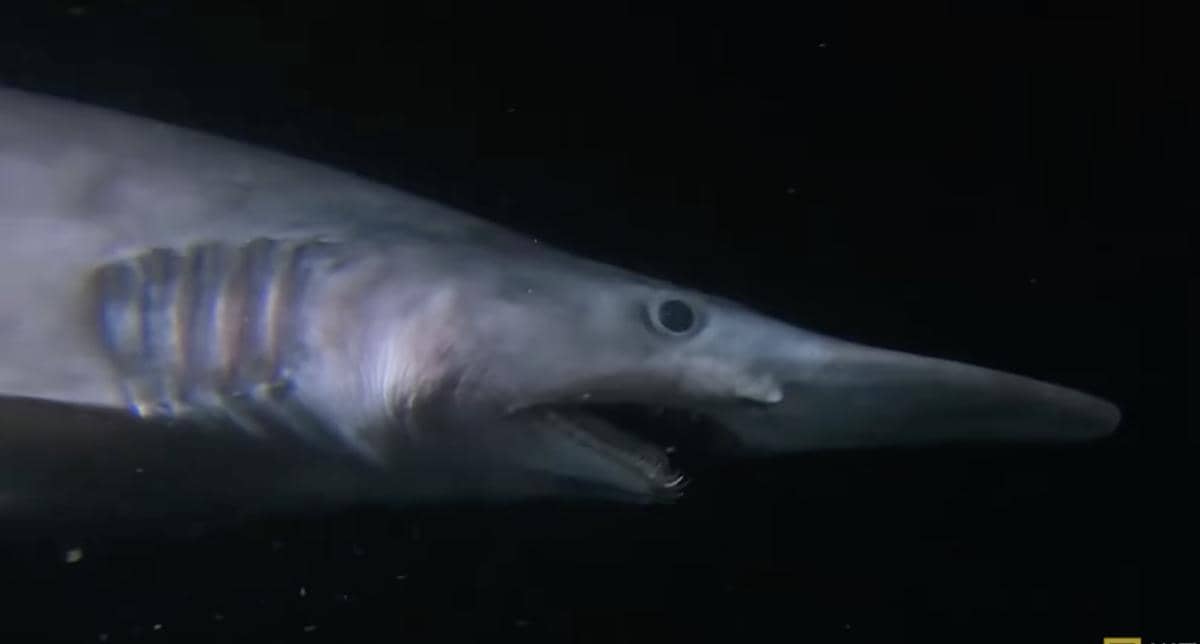 Goblin shark yang hidup di dasar lautan