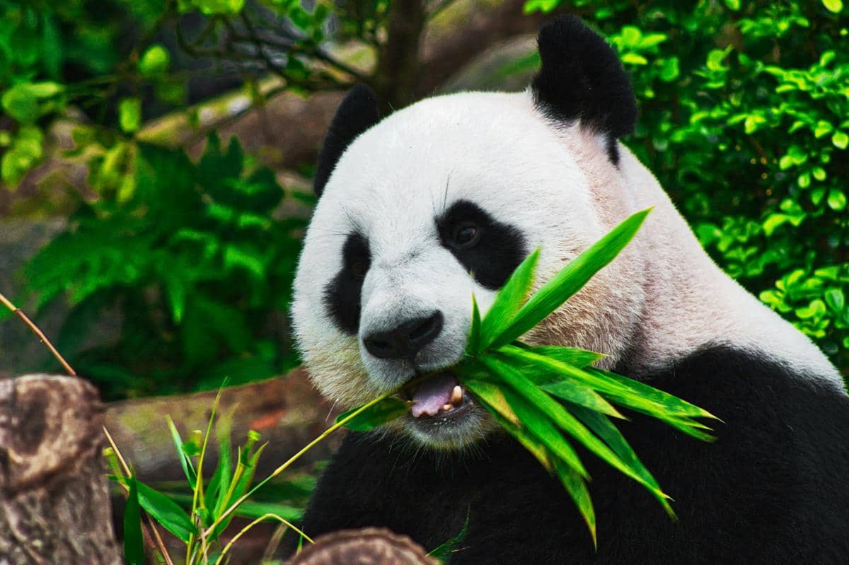Panda sedang makan bambu
