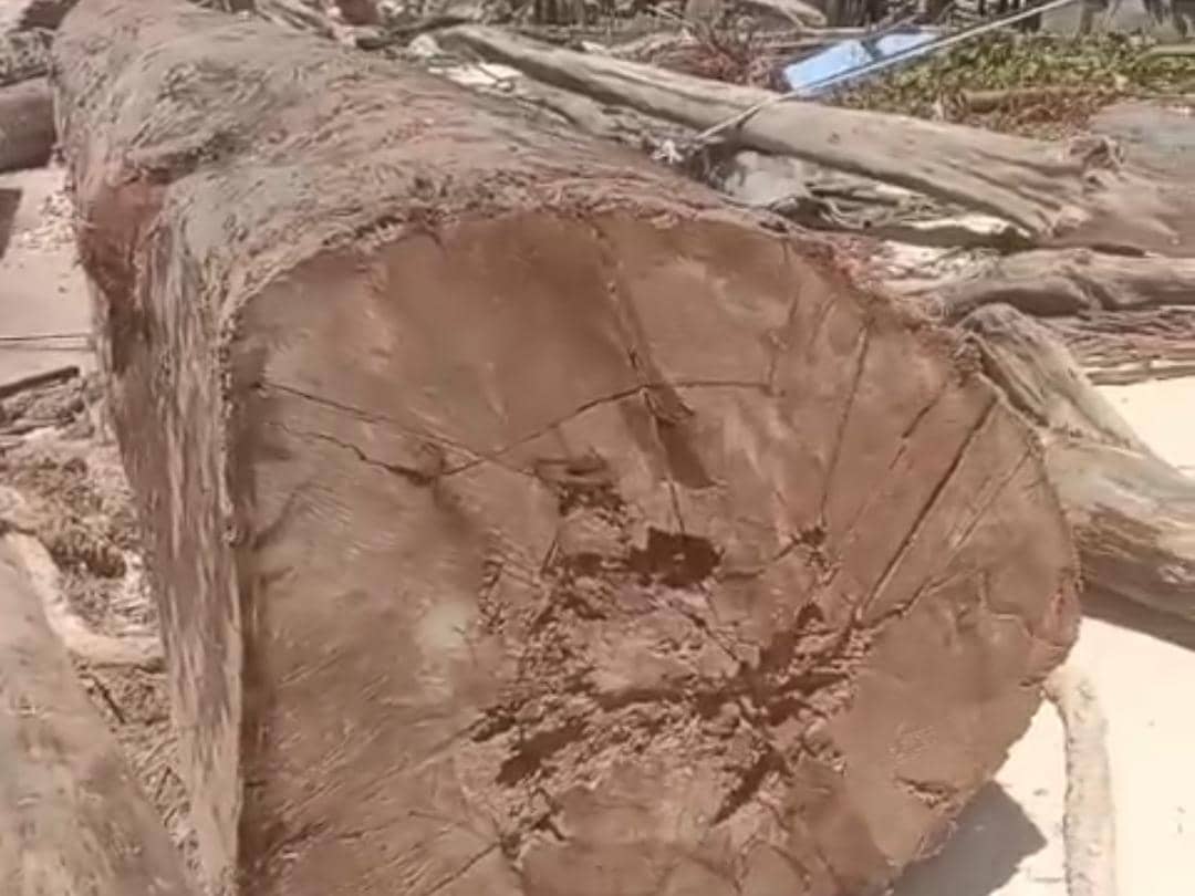 Penampakan kapal tongkang dan kayu gelondongan terdampar di Pantai Tanjung Setia, Pesisir Barat.