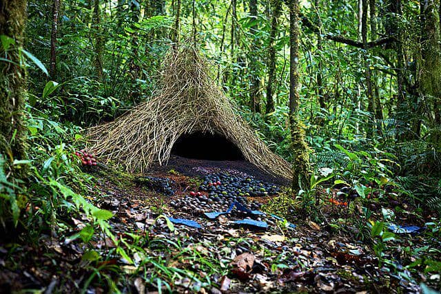 potret sarang burung bowerbird