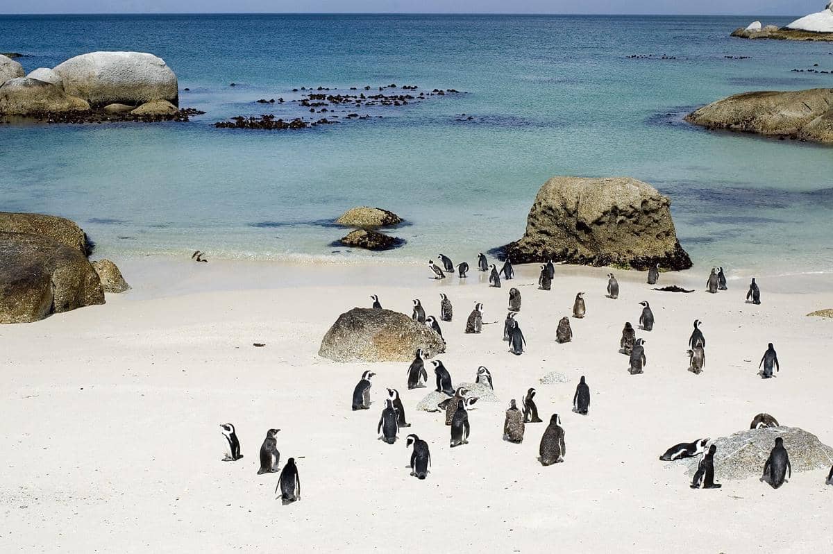 potret Boulders Beach