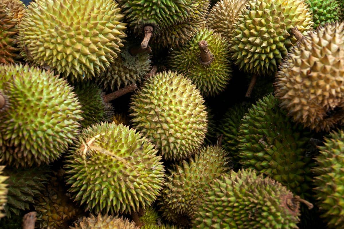 ilustrasi durian musang king