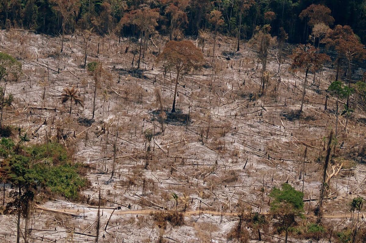 deforestasi di hutan Amazon 