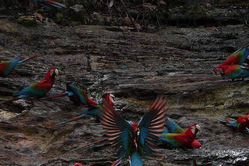 Burung mackaw di hutan hujan Amazon