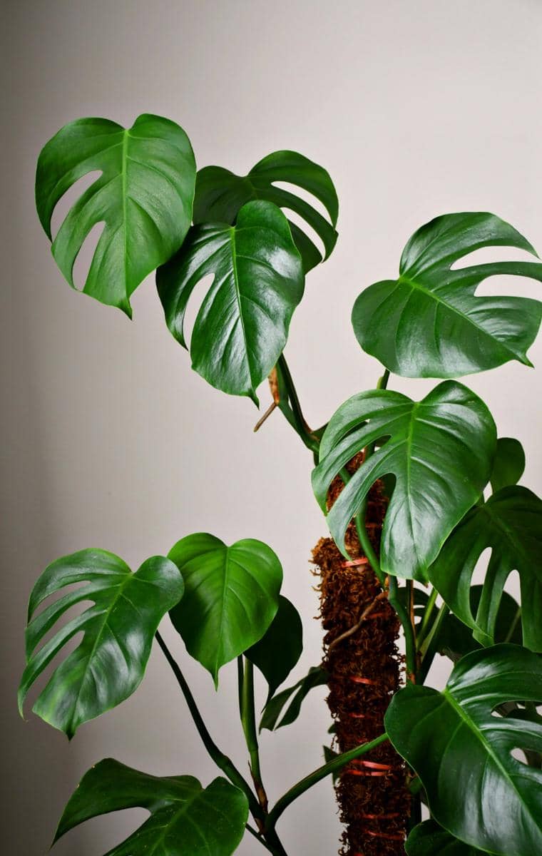 Tanaman monstera deliciosa