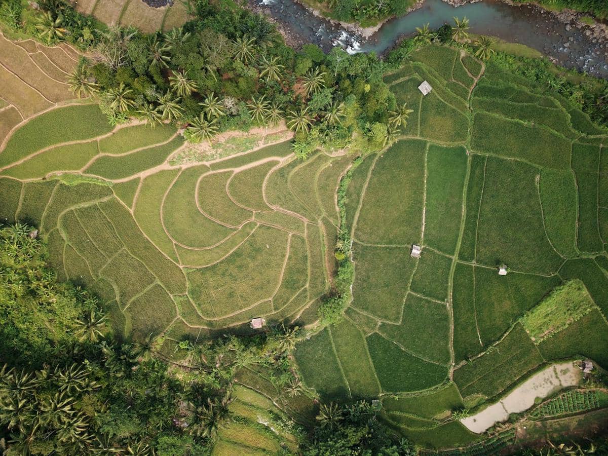 ilustrasi negara agraris