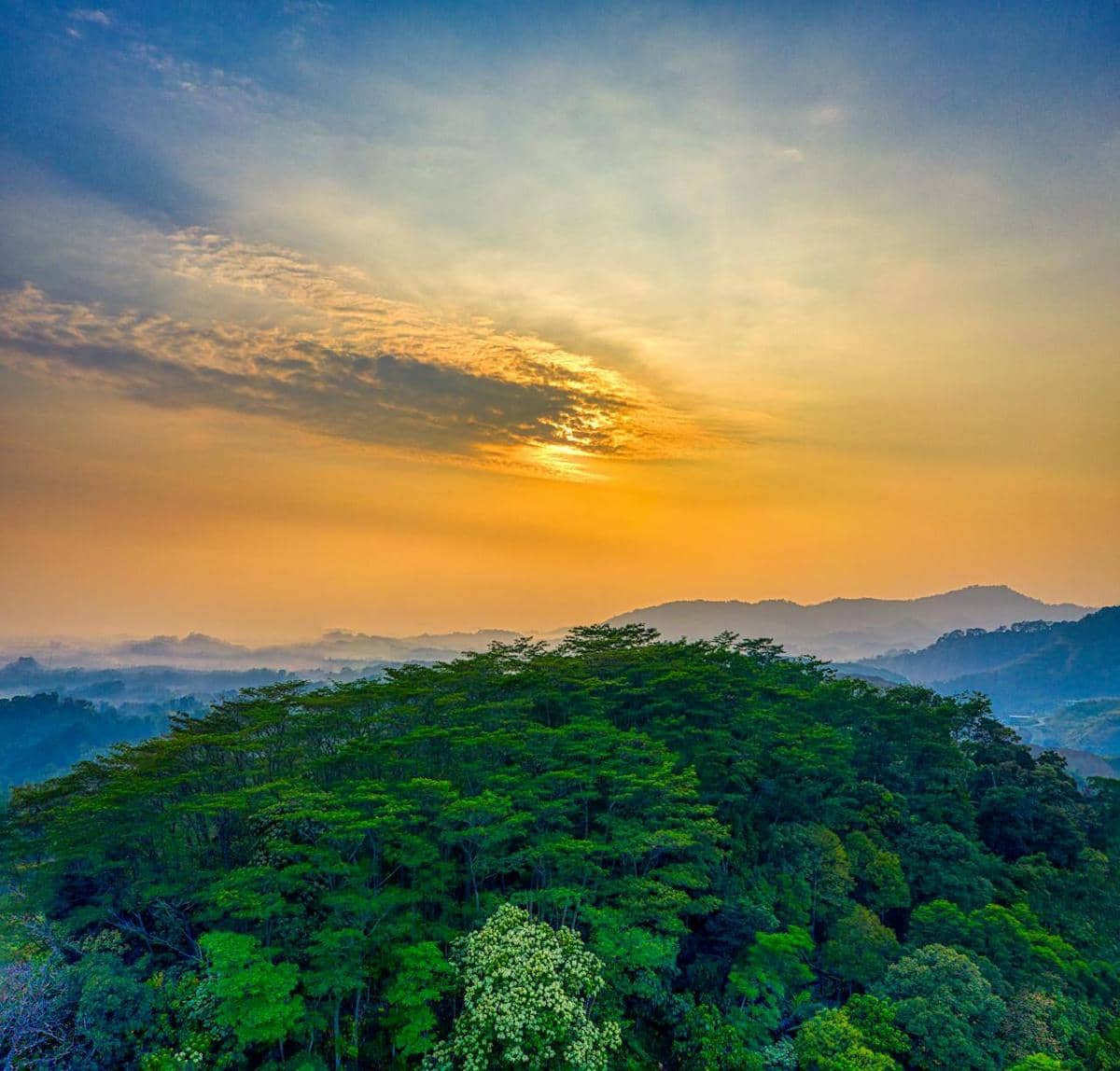 ilustrasi paru-paru dunia