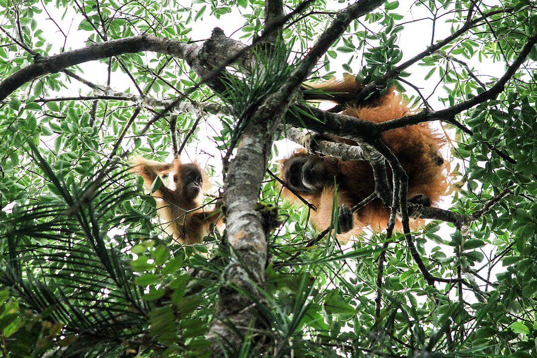 potret anak dan induk orangutan Tapanuli