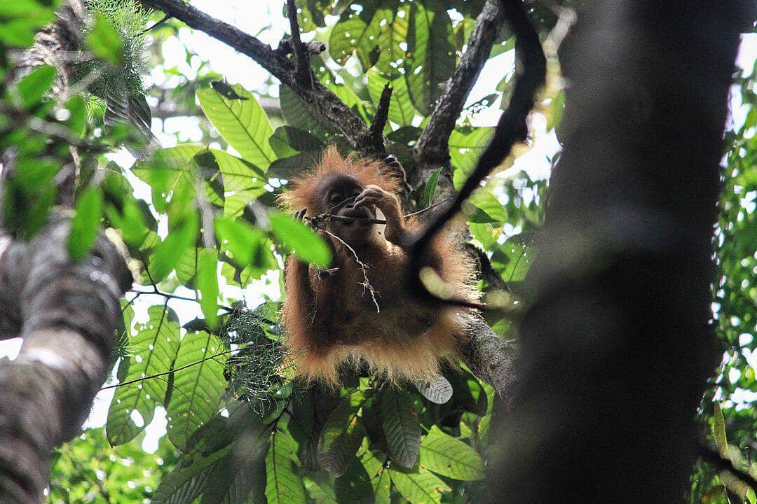 potret orangutan Tapanuli muda