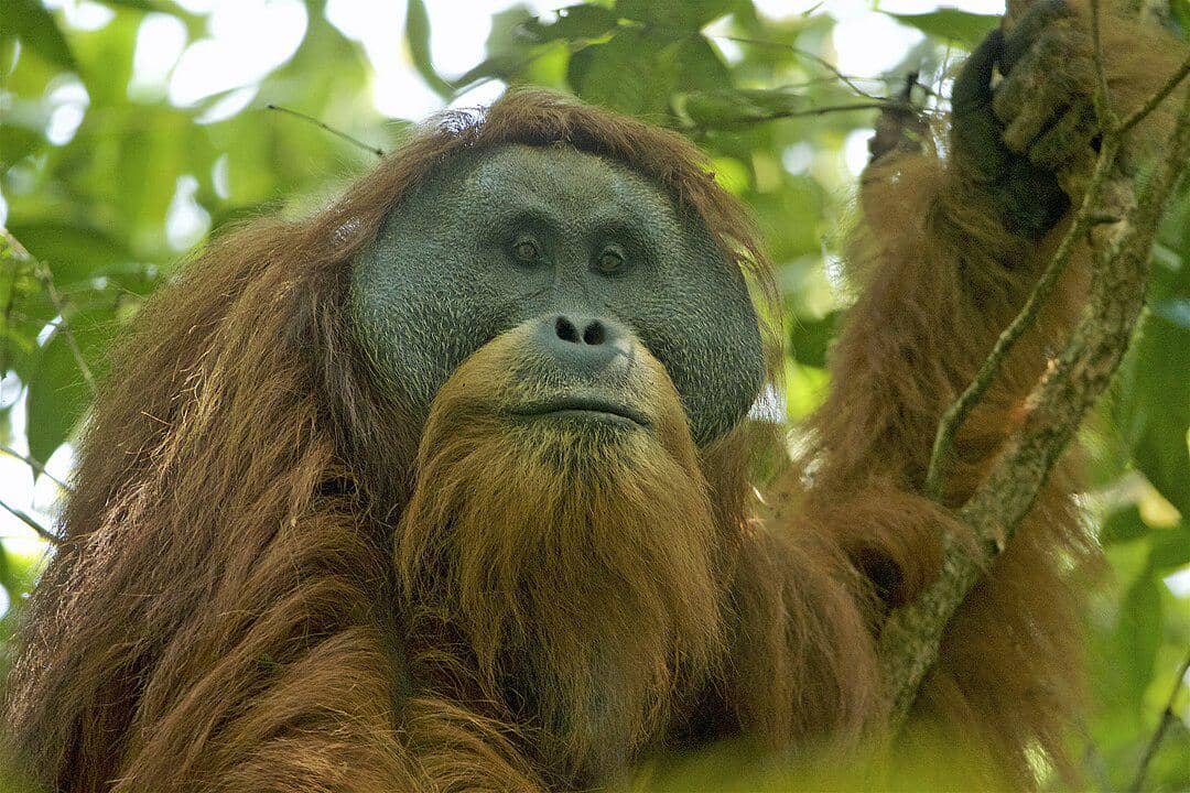 potret orangutan Tapanuli jantan