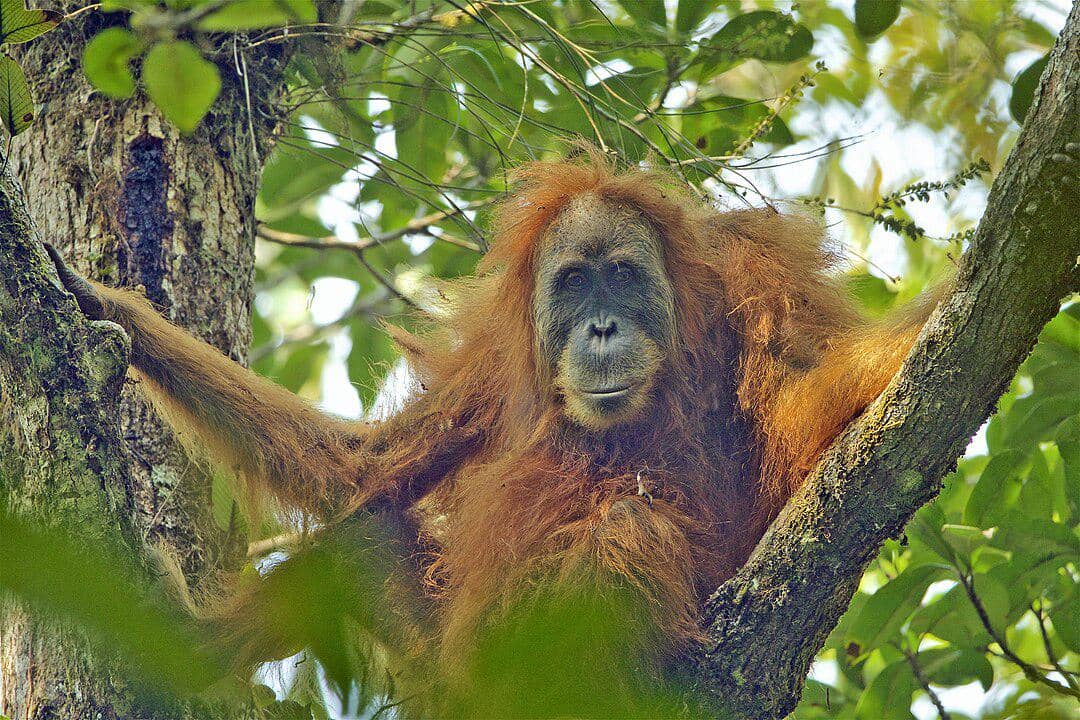potret orangutan Tapanuli betina