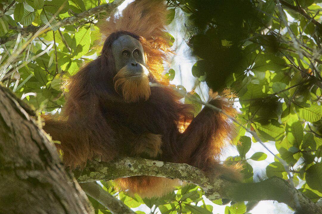 potret orangutan Tapanuli