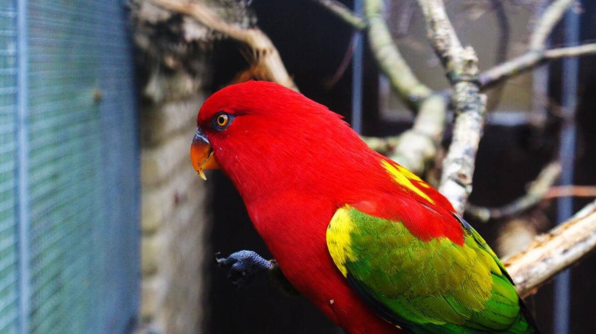 potret kasturi ternate