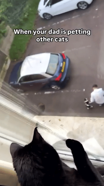 meme kucing dan ayah